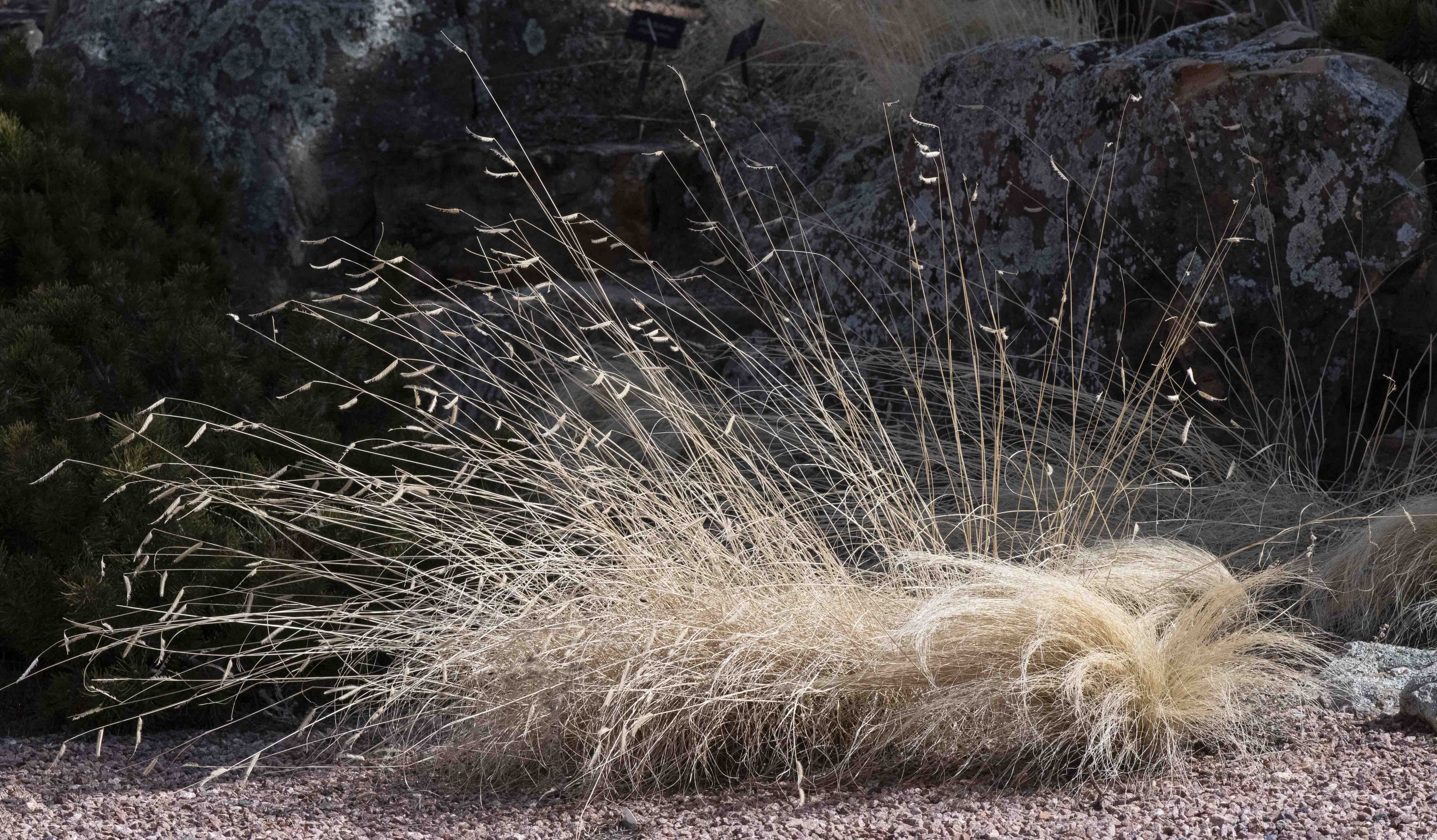 Blonde Ambition Blue Grama Grass